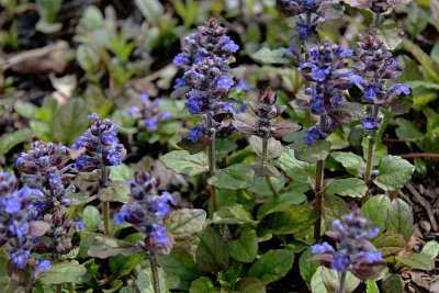 Ajuga reptans 'Burgundy Glow' - zběhovec plazivý